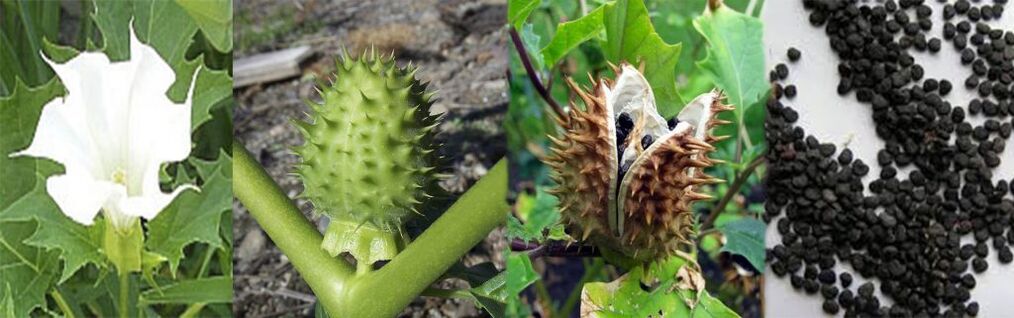 Datura magok a varikózus vénák otthoni kezelésére